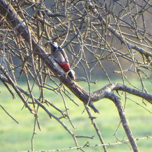 Great Spotted Woodpecker