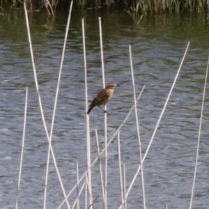 Great Reed-warbler