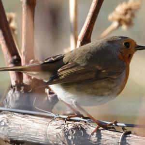 European Robin