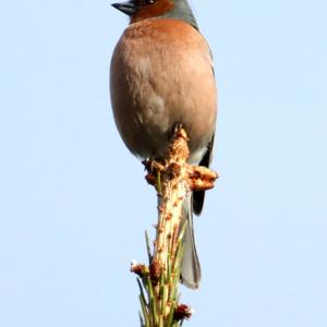 Eurasian Chaffinch