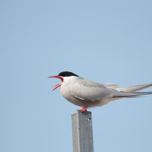 Arctic Tern