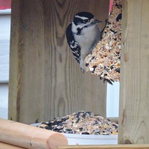 Downy Woodpecker