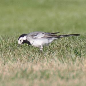 White Wagtail