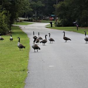 Canada Goose