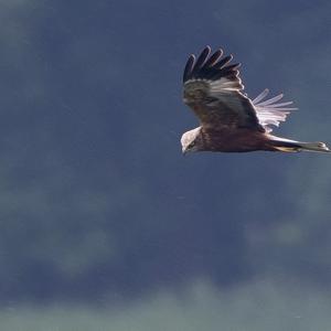 Western Marsh-harrier