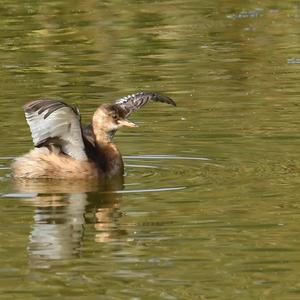 Little Grebe