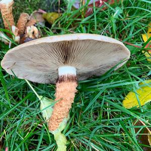 Scaly Pholiota