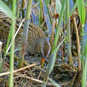 Spotted Crake