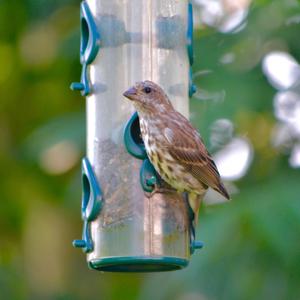 House Finch