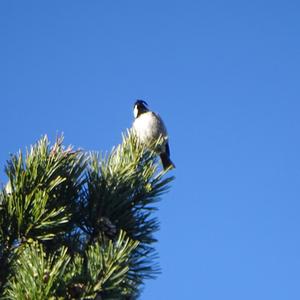 Coal Tit