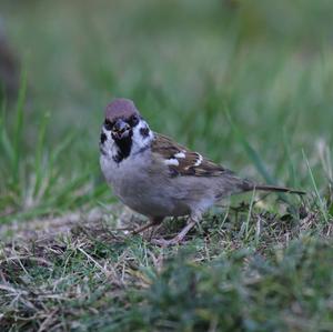 Eurasian Tree Sparrow