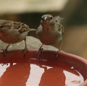 House Sparrow