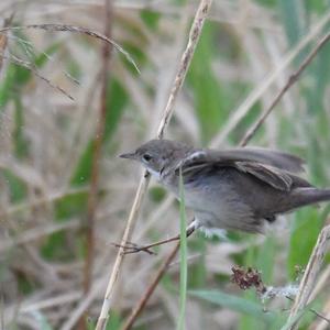 Lesser Whitethroat