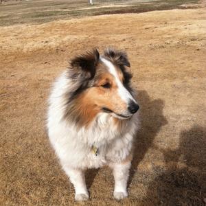 Shetland Sheepdog