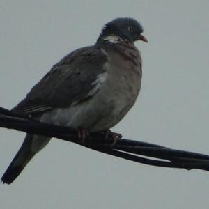 Common Wood-pigeon