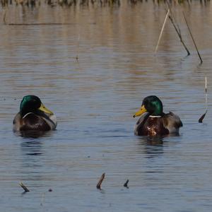 Mallard