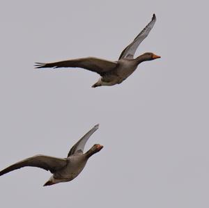 Greylag Goose