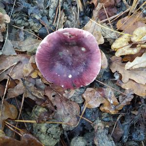 Emetic Russula