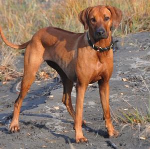 Rhodesian Ridgeback