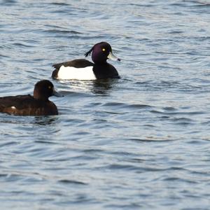 Tufted Duck