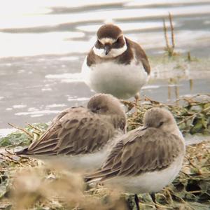 Little Ringed Plover