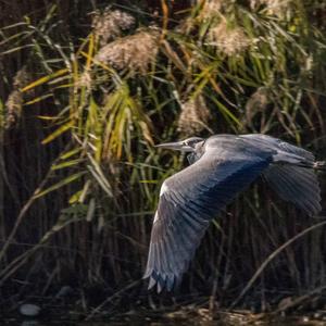 Grey Heron