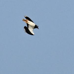 Northern Lapwing