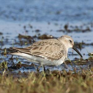 Dunlin