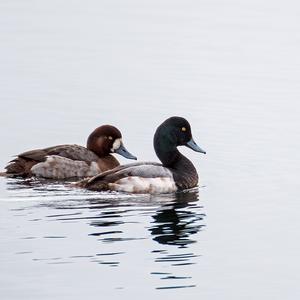 Greater Scaup