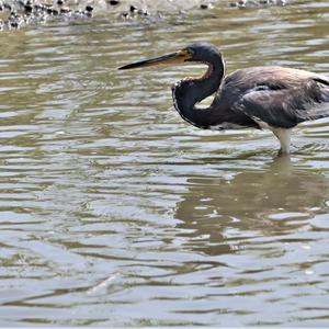 Purple Heron