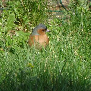 Eurasian Chaffinch