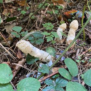 Stinkhorn, Common