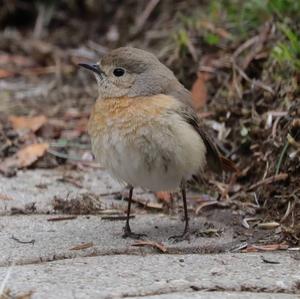 Common Redstart