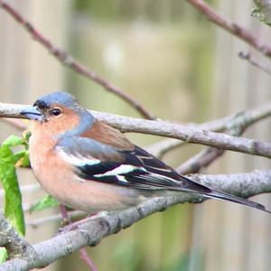 Eurasian Chaffinch