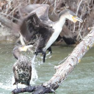 Great Cormorant