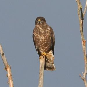 Common Buzzard