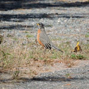 American Robin