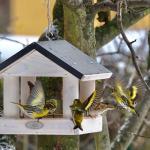 Eurasian Siskin