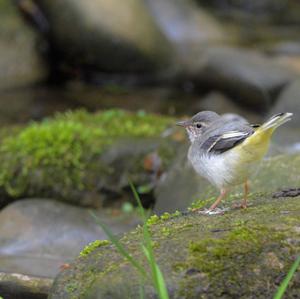 Grey Wagtail