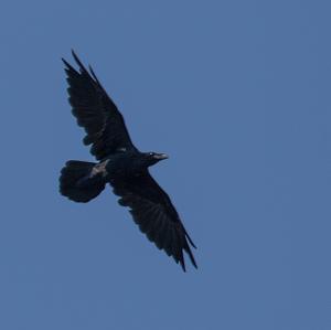 Common Raven