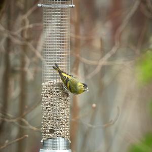 Eurasian Siskin