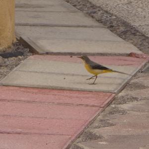 Grey Wagtail