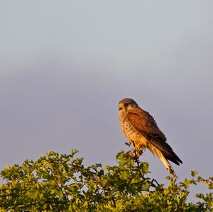 Common Kestrel