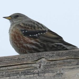 Alpine Accentor