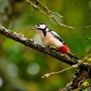 Great Spotted Woodpecker