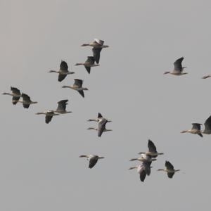 Greylag Goose