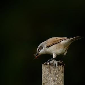 Lesser Whitethroat