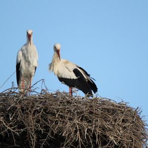 White Stork