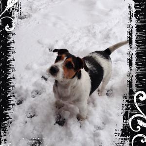 Jack Russell Terrier