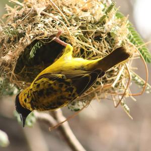 Village Weaver